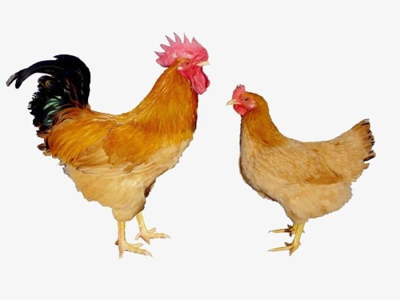 鸡苗红玉鸡芦花鸡包打疫苗成活高肉鸡