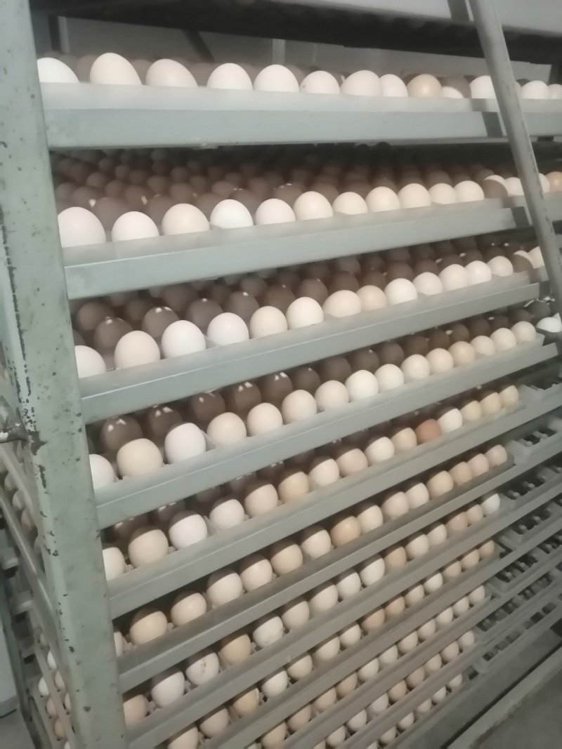 鸡苗红玉鸡芦花鸡包打疫苗成活高肉鸡