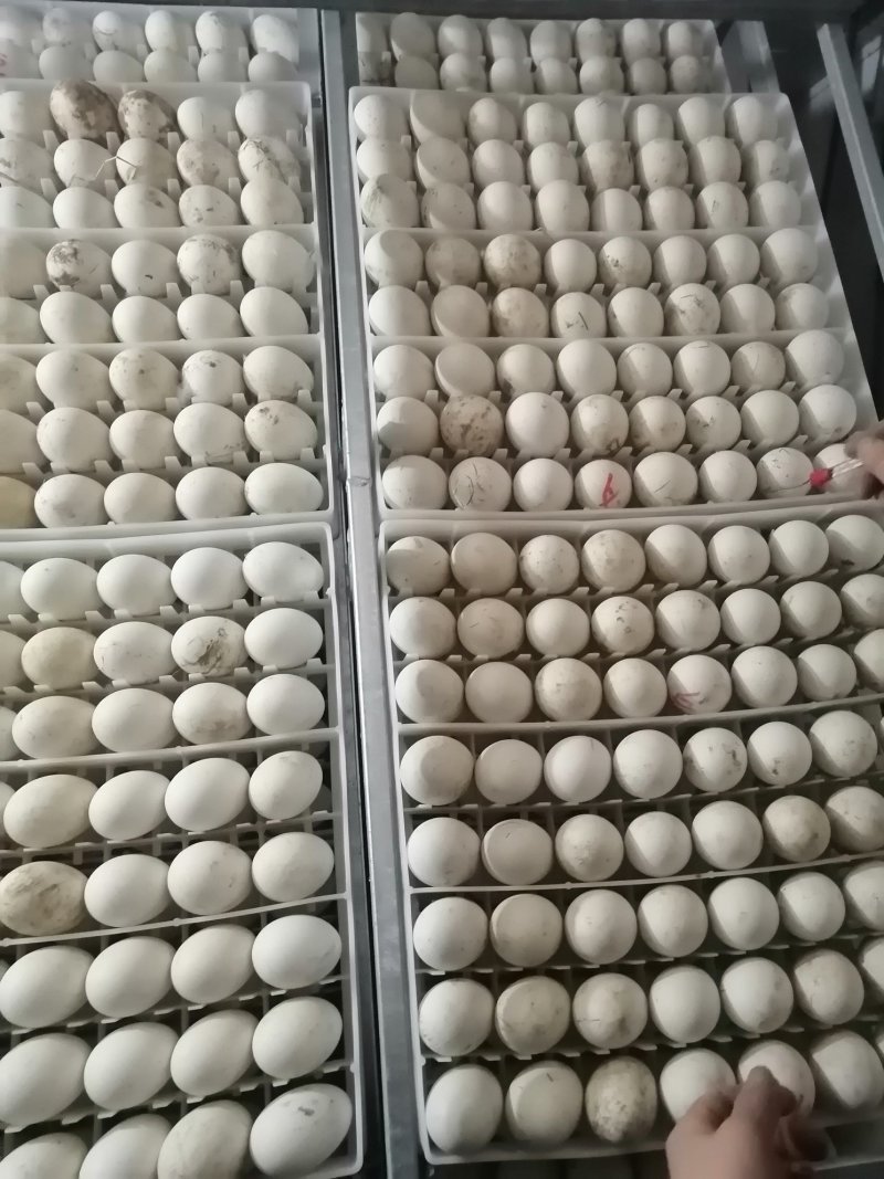 鸡苗红玉鸡芦花鸡包打疫苗成活高肉鸡