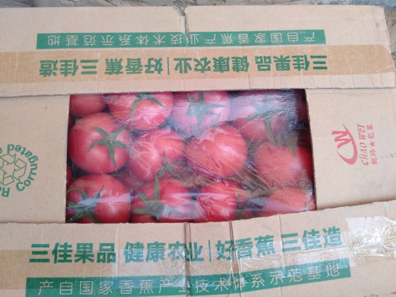 硬粉西红柿