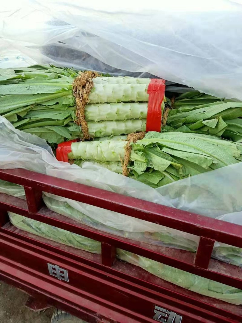 代收各种蔬菜