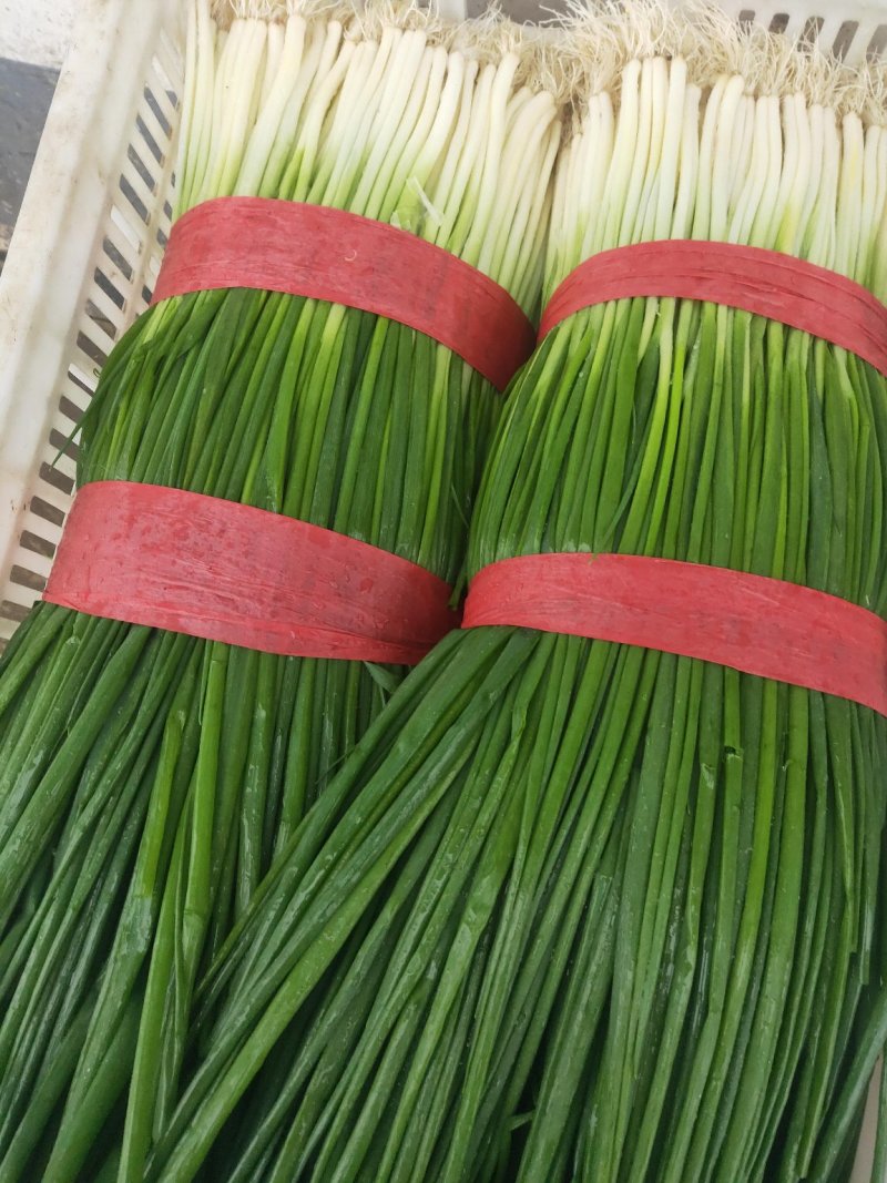 代收各种蔬菜