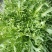 代收各种蔬菜