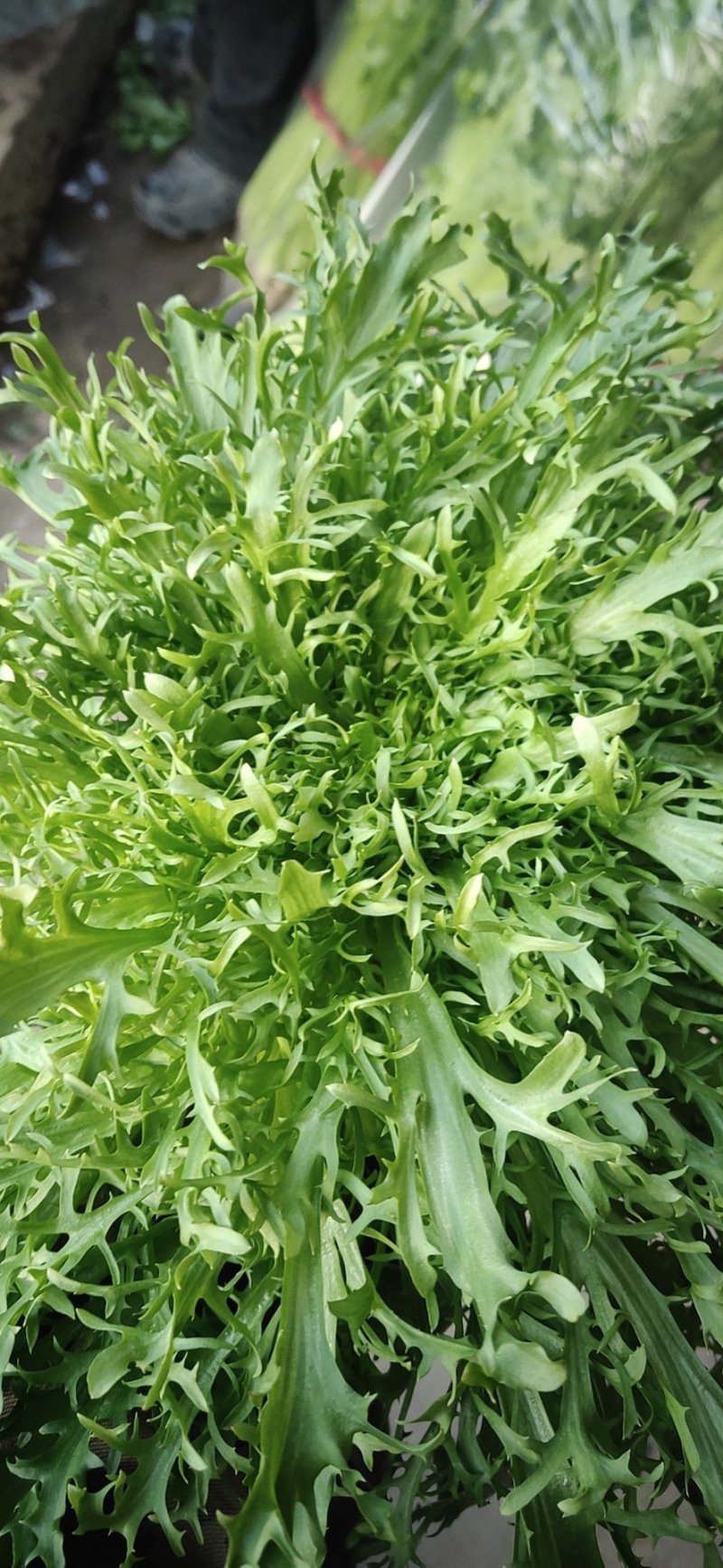 代收各种蔬菜