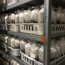 茶树菇菌种试管母种栽培种菇筒等包技术指导