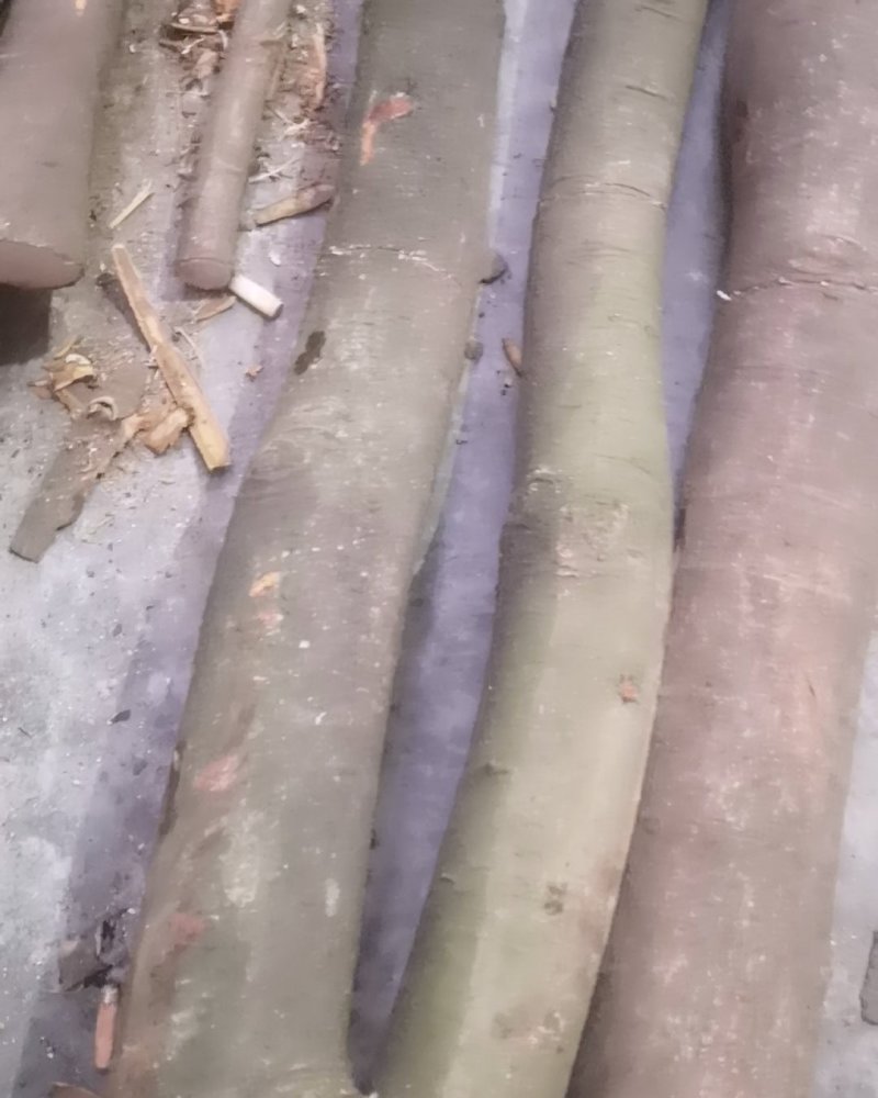 大量岀售桂皮