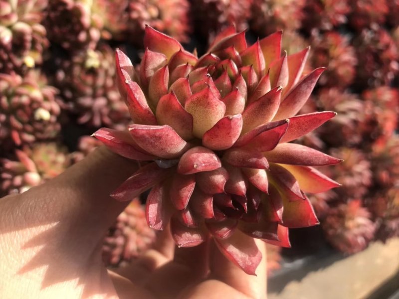 多肉植物无土栽培、绿意.50装/件.