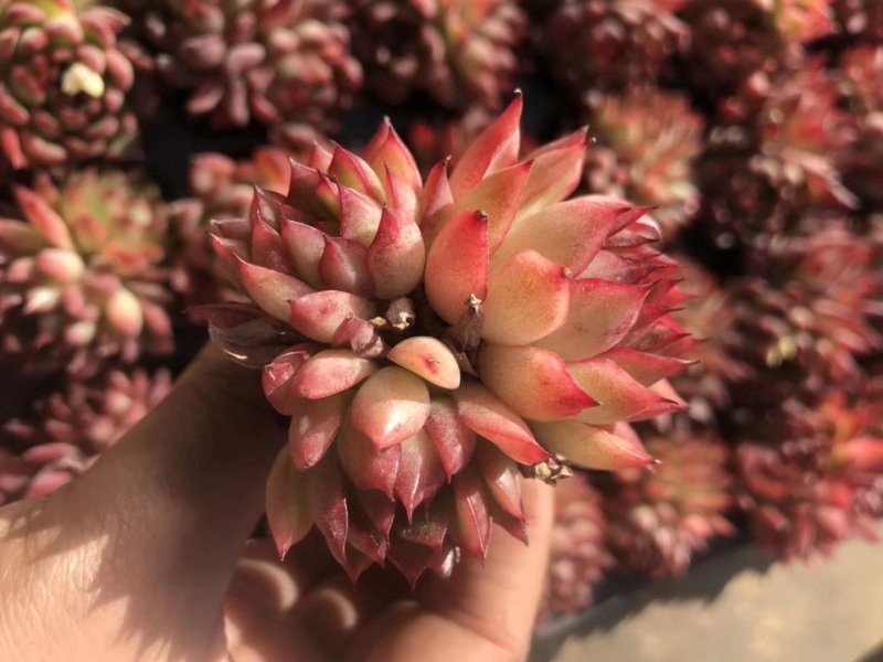 多肉植物无土栽培、绿意.50装/件.