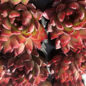 多肉植物无土栽培、绿意.50装/件.