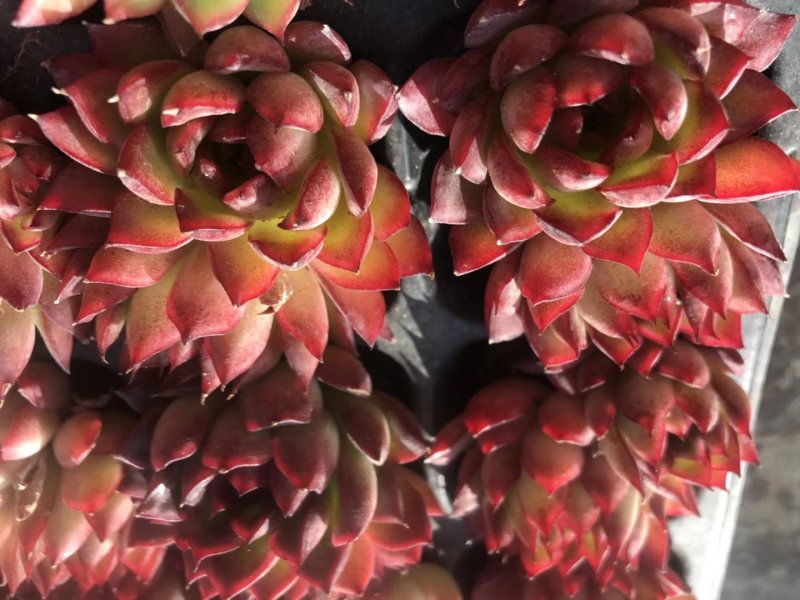 多肉植物无土栽培、绿意.50装/件.
