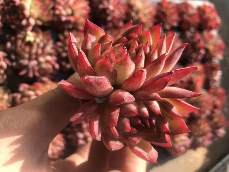多肉植物无土栽培、绿意.50装/件.
