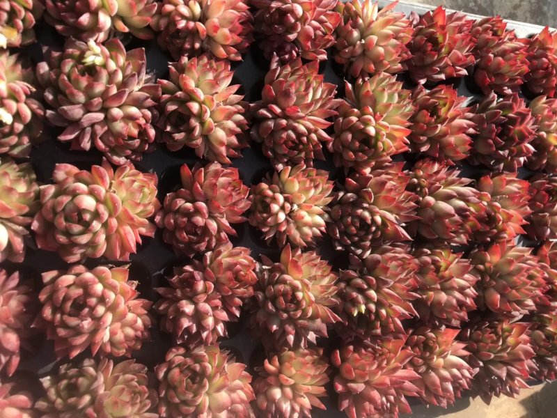 多肉植物无土栽培、绿意.50装/件.