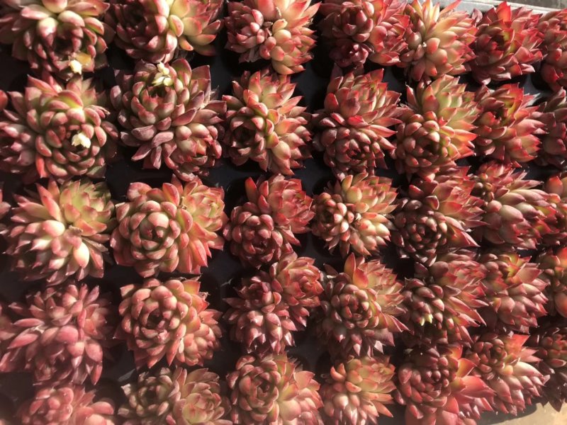 多肉植物无土栽培、绿意.50装/件.