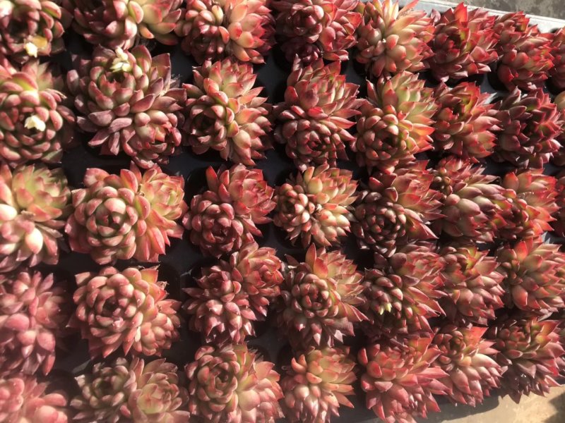 多肉植物无土栽培、绿意.50装/件.