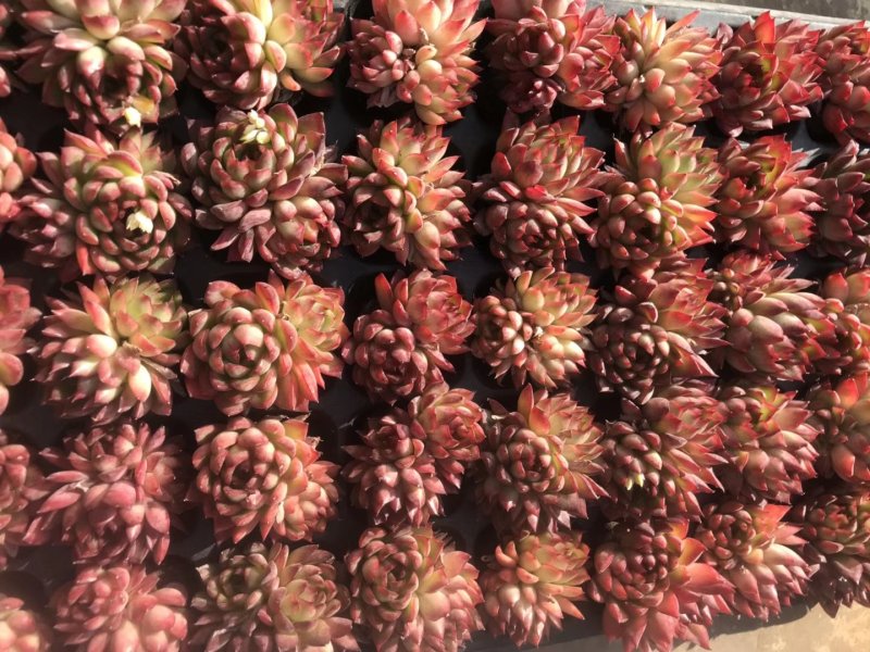 多肉植物无土栽培、绿意.50装/件.
