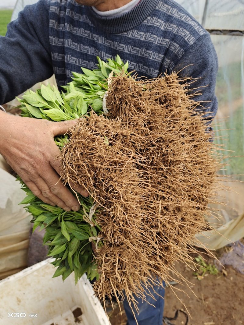 （精品）辣椒苗薄皮椒苗泡椒苗青椒苏椒5号成活率高