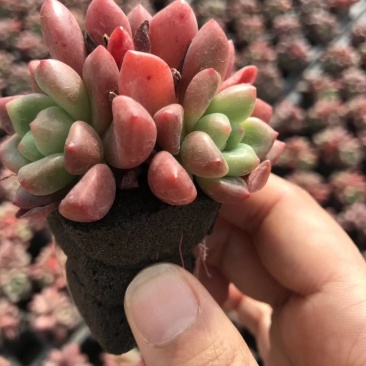 多肉植物无土栽培、香奈儿.50装/件、