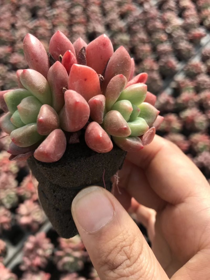 多肉植物无土栽培、香奈儿.50装/件、