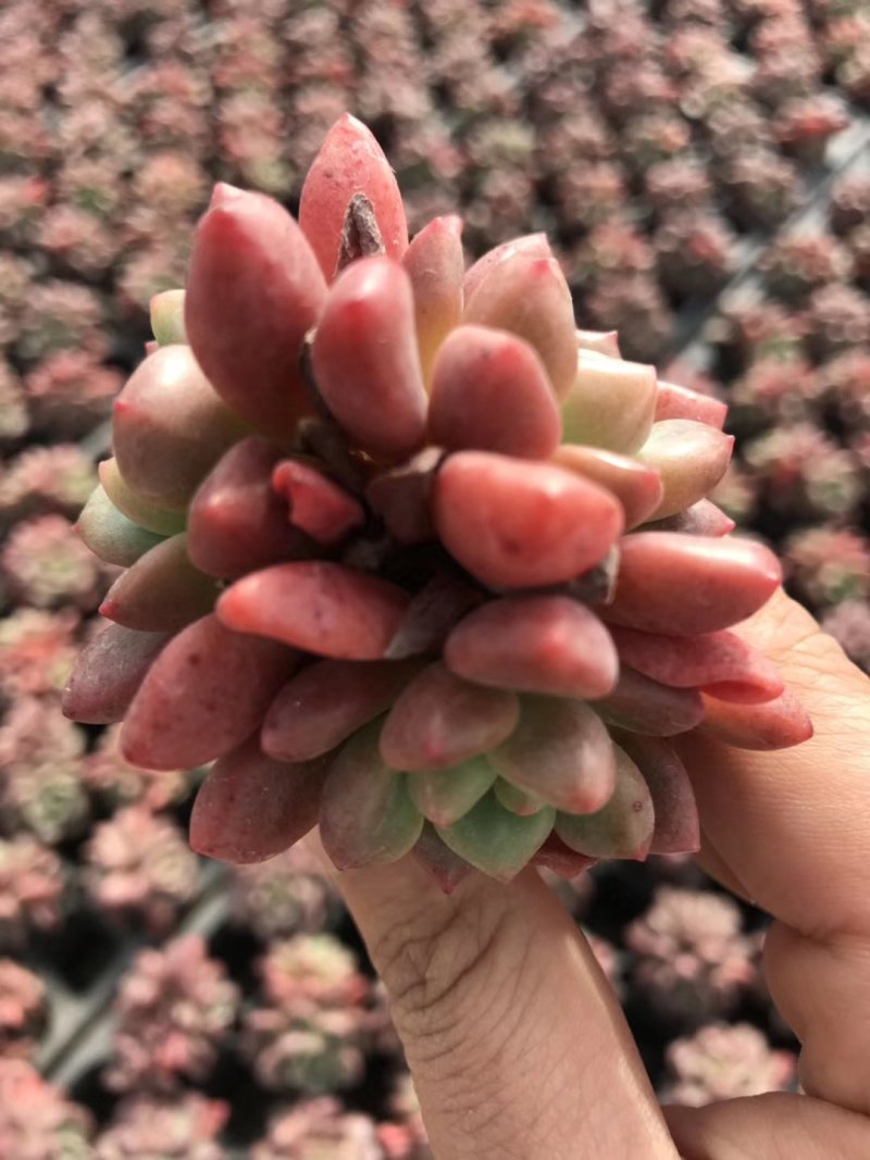 多肉植物无土栽培、香奈儿.50装/件、