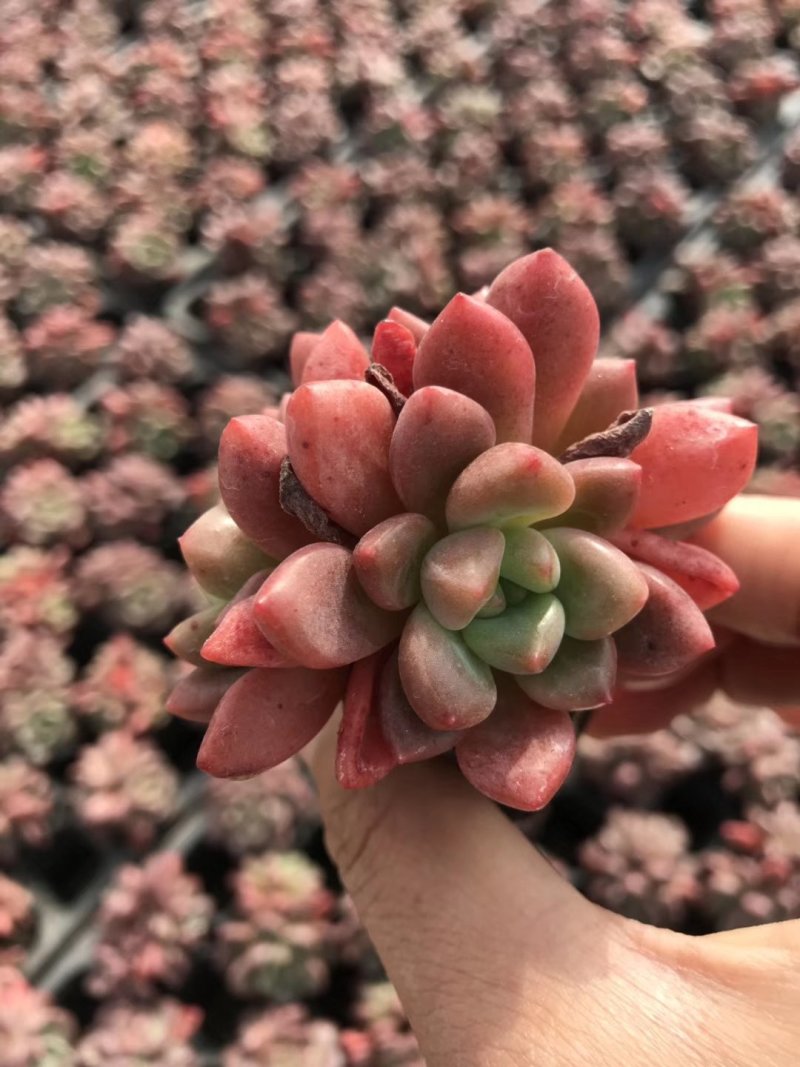 多肉植物无土栽培、香奈儿.50装/件、