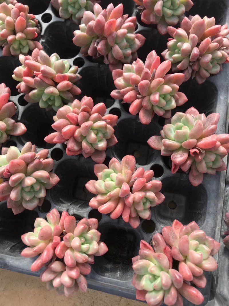 多肉植物无土栽培、香奈儿.50装/件、
