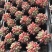 多肉植物无土栽培、香奈儿.50装/件、