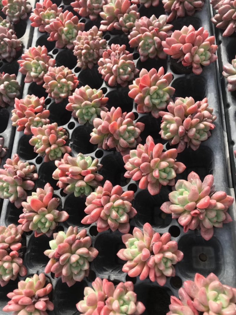 多肉植物无土栽培、香奈儿.50装/件、