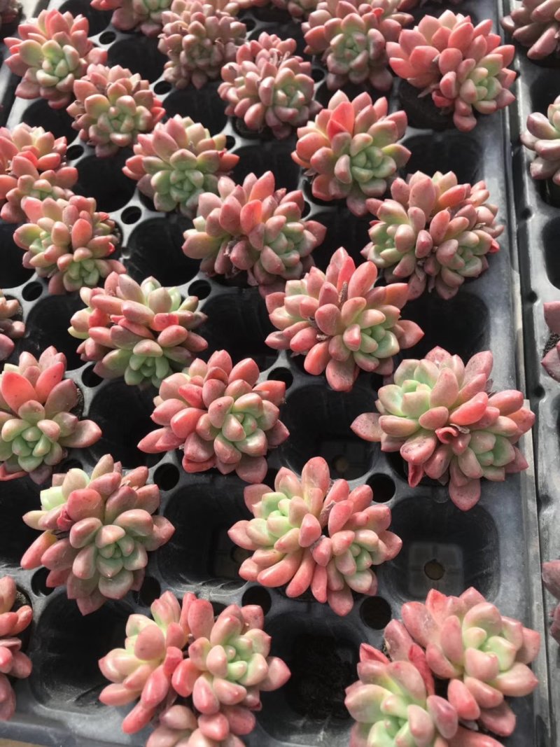 多肉植物无土栽培、香奈儿.50装/件、