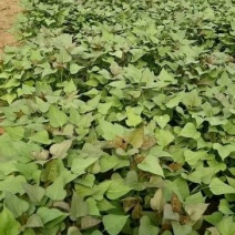 河南开封原种一代脱毒红薯苗高淀粉高产高效厂家批发价