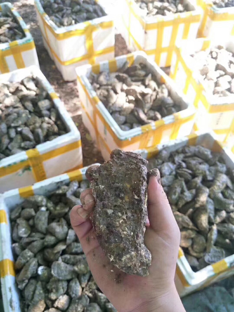 大量批发生蚝产地直发生蚝鲜活批发烧烤货源