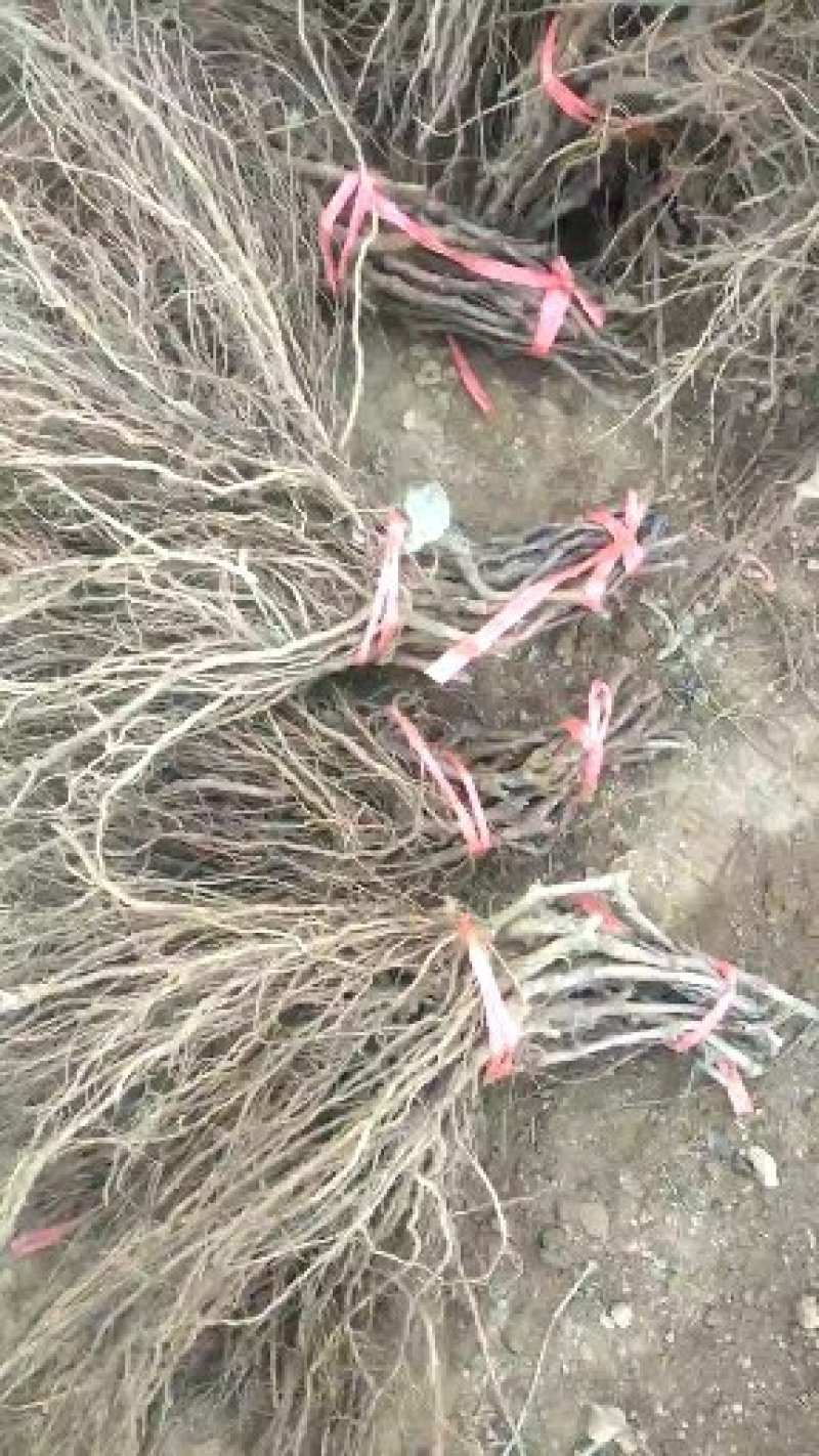 夏至红葡萄苗（特早熟，粒子大，好看又香甜）