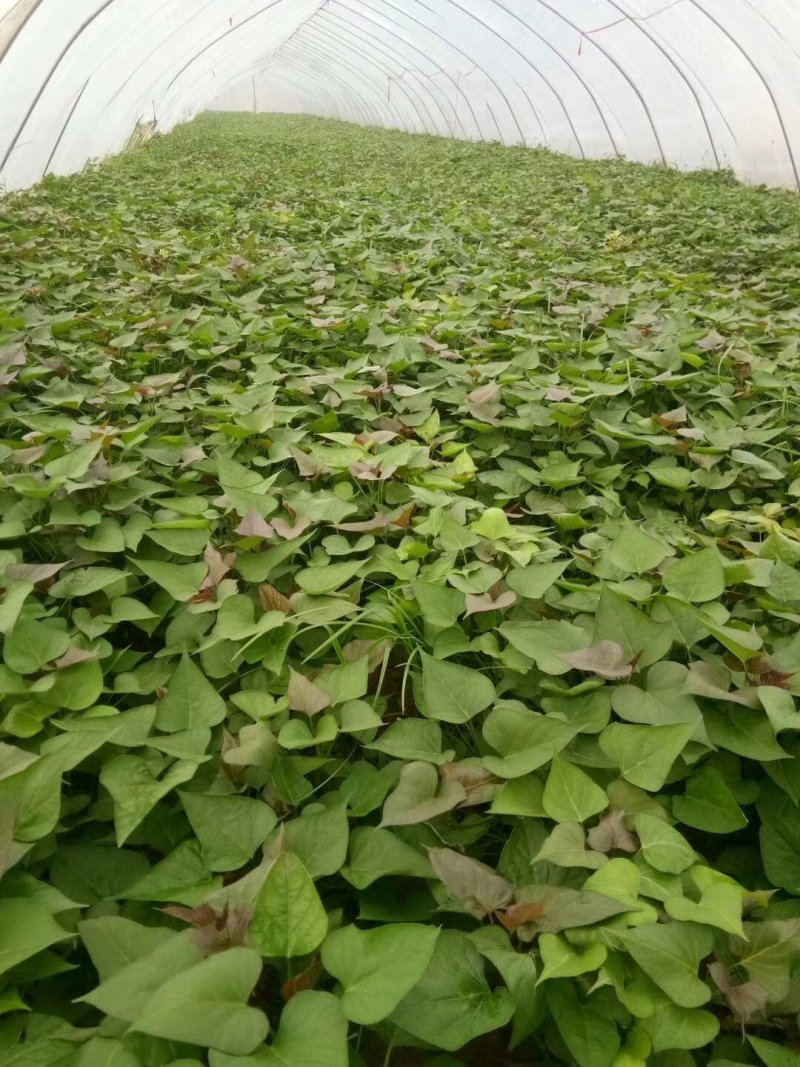 河南开封原种高淀粉红薯苗一代红薯苗龙九苗厂家批发价