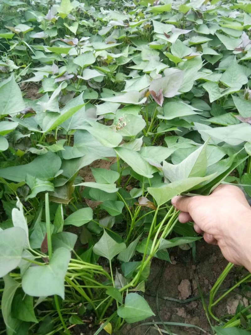 河南开封原种高淀粉红薯苗一代红薯苗龙九苗厂家批发价