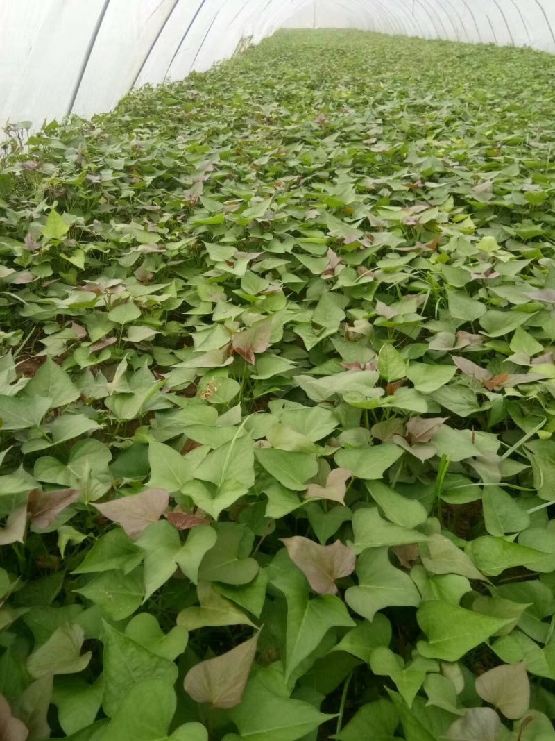 河南开封原种高淀粉红薯苗一代红薯苗龙九苗厂家批发价