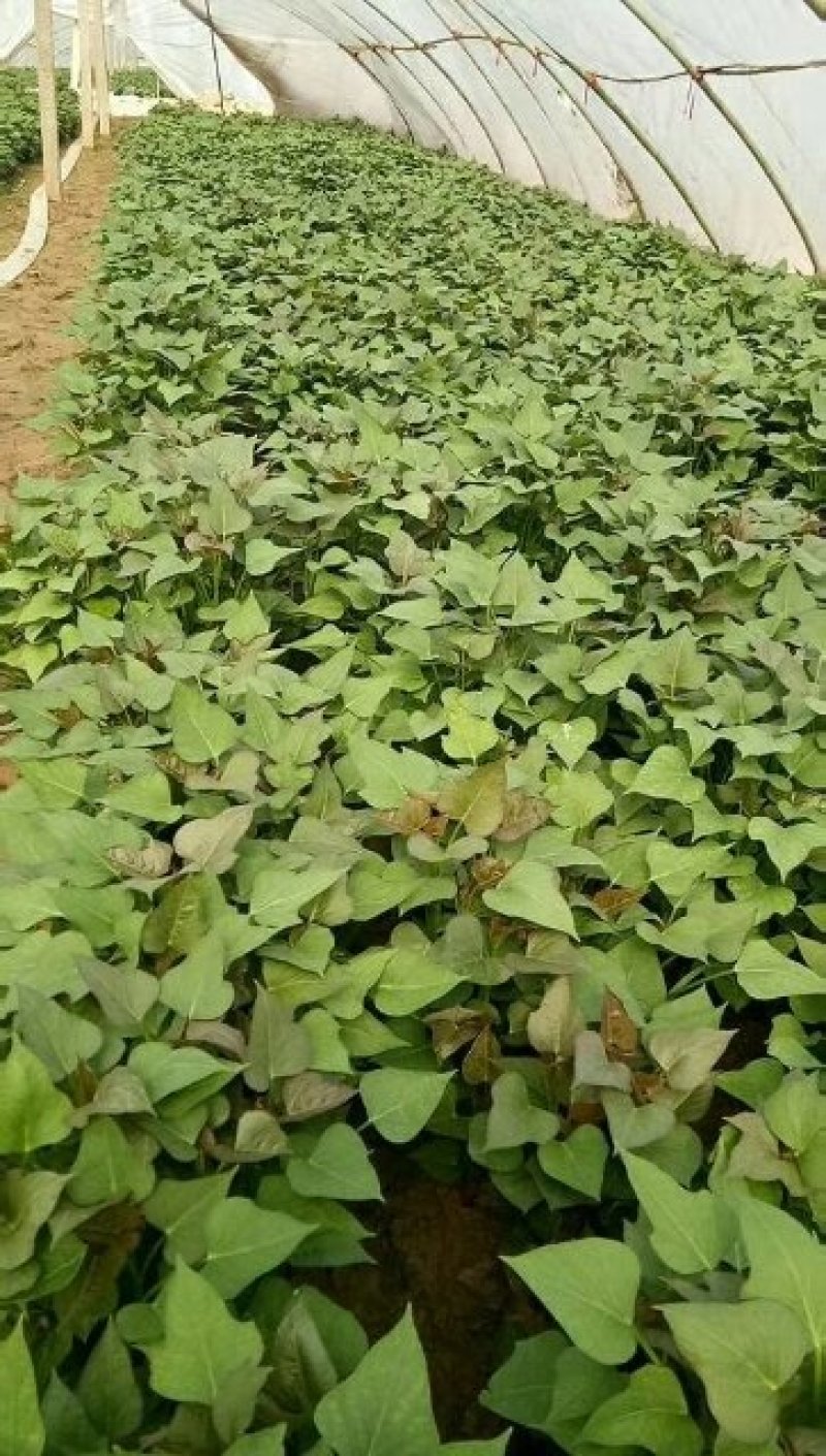河南开封原种高淀粉红薯苗一代红薯苗龙九苗厂家批发价
