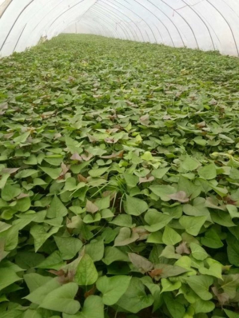 河南开封原种高淀粉红薯苗一代红薯苗龙九苗厂家批发价
