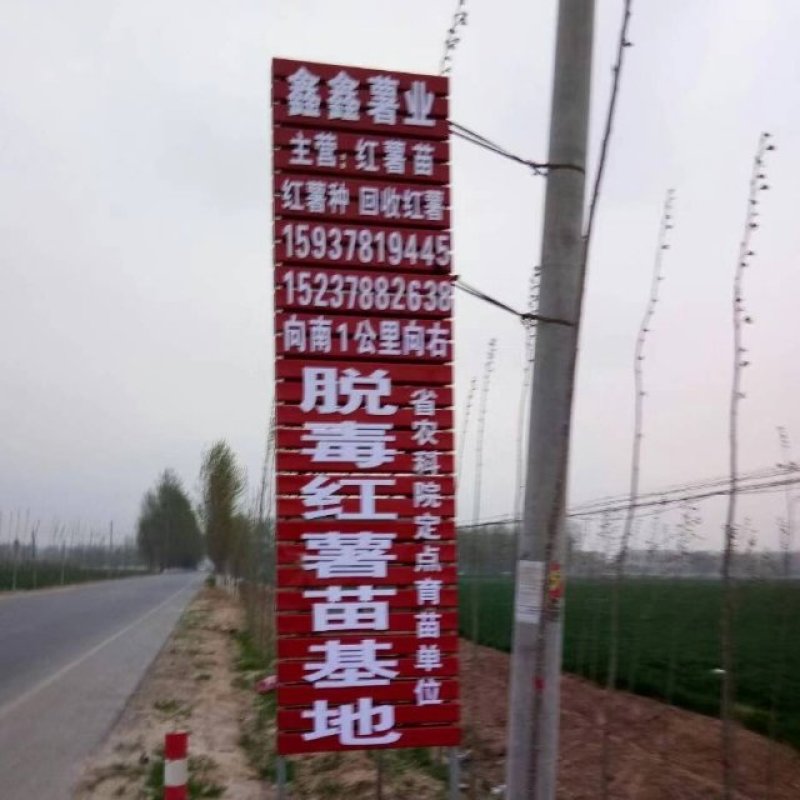 河南开封原种高淀粉红薯苗一代红薯苗龙九苗厂家批发价