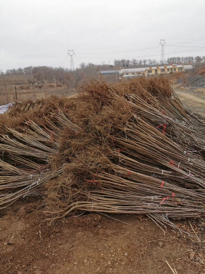 李子苗基地直供产量高包品质包成活浩海浆果