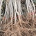 李子苗基地直供产量高包品质包成活浩海浆果