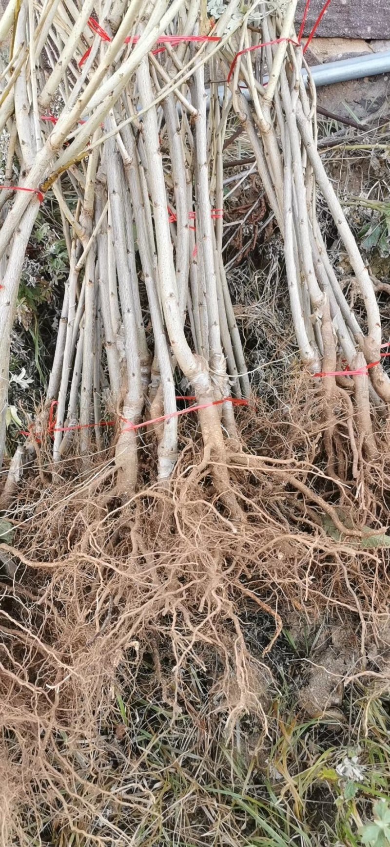 李子苗基地直供产量高包品质包成活浩海浆果