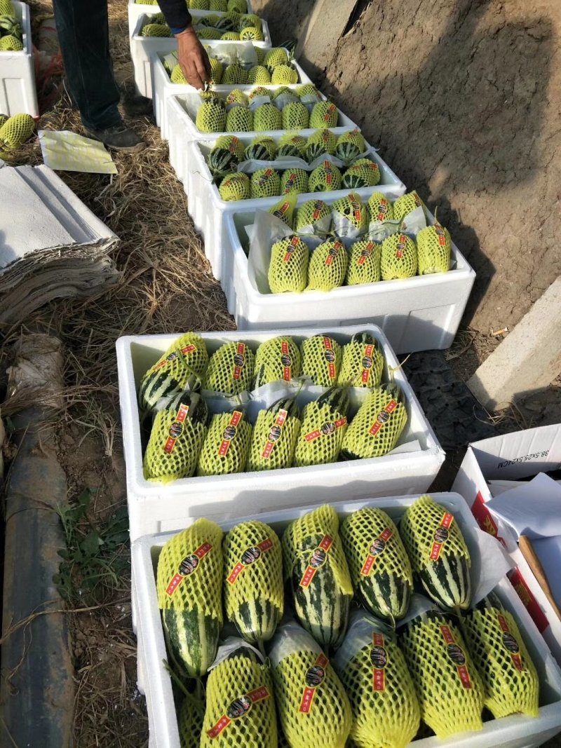 精品博洋9号甜瓜大量供应中产地直发，承接电商微商平台对接