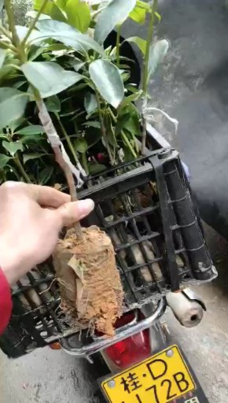 八角树苗营养杯嫁接苗食用大红八角苗山地庭院南北方种植