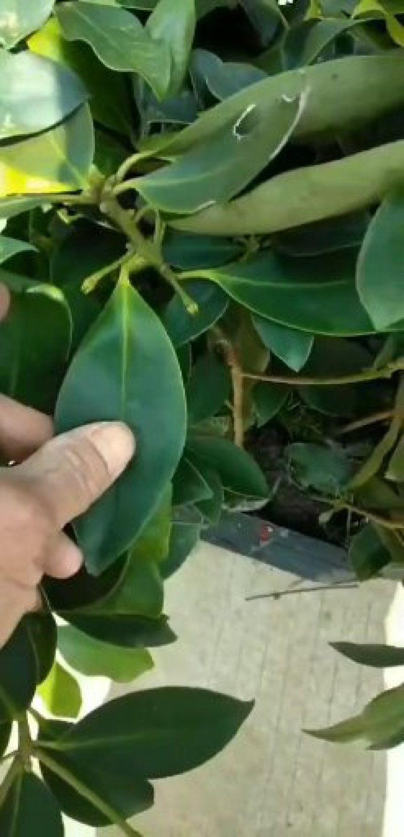 八角树苗营养杯嫁接苗食用大红八角苗山地庭院南北方种植