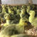 朗德鹅苗，提供技术指导，包活禽运达，包做好疫苗