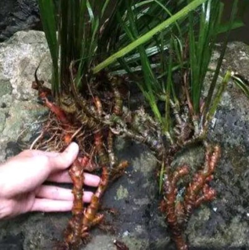 石菖蒲干货，产地直供，产地药材
