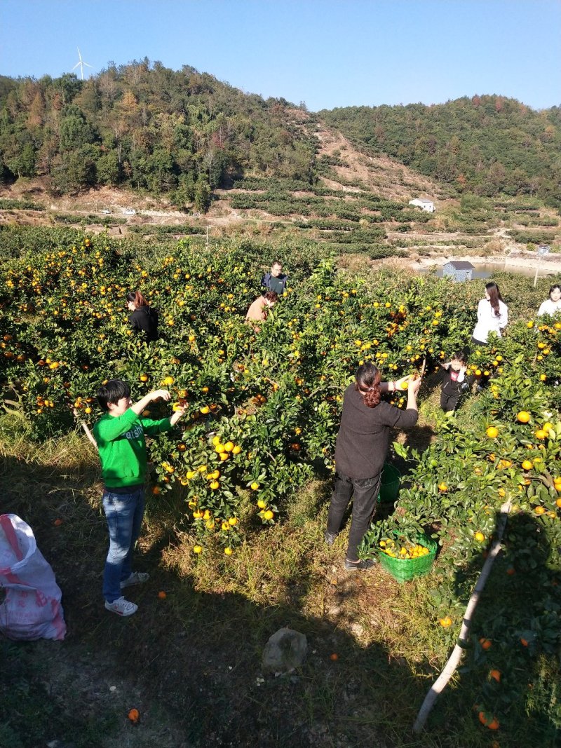 浙江宁海正宗由良蜜桔苗早熟蜜桔温州蜜桔有检疫证各种规格