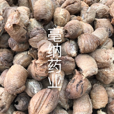 桑螵蛸刀螂籽螳螂籽大棉蛸中药材桑蛸1⃣️公斤起批