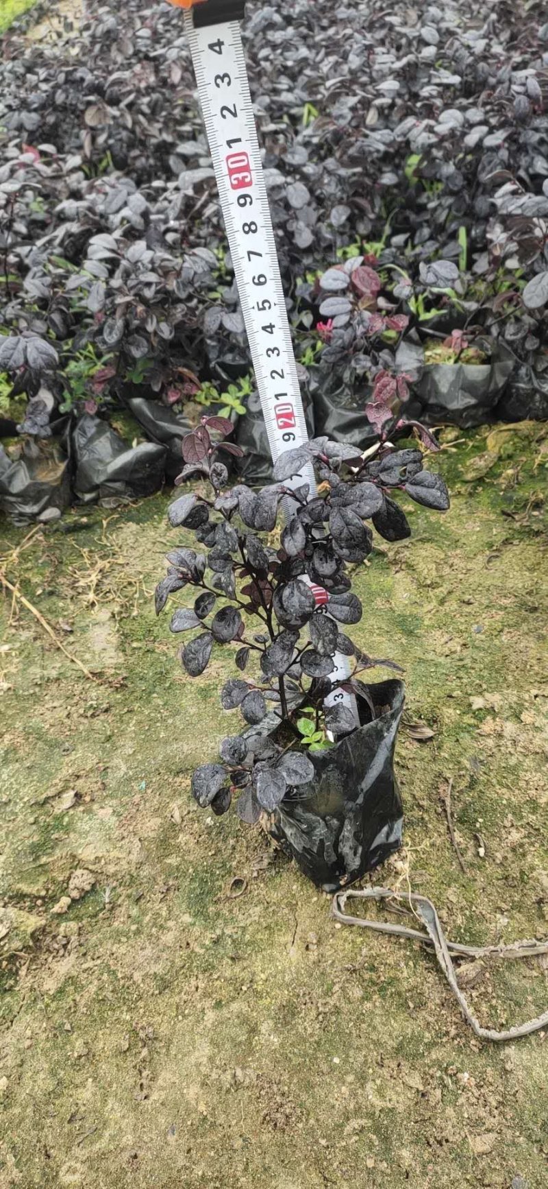 福建漳州基地红花继木欢迎各位老板，进店选购