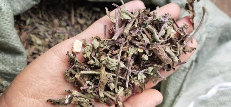 广西猫须草猫须公新货化石草颜色青绿，货源充足