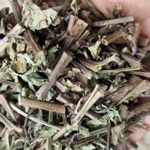 广西猫须草猫须公新货化石草颜色青绿，货源充足